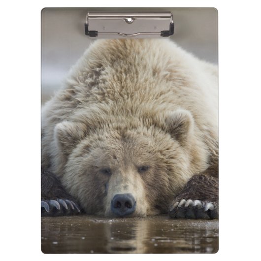 USA, Alaska, Katmai National Park, Brown Beer Klembord (Voorkant)