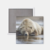 USA, Alaska, Katmai National Park, Brown Beer Magneet (Voorkant / Achterkant)