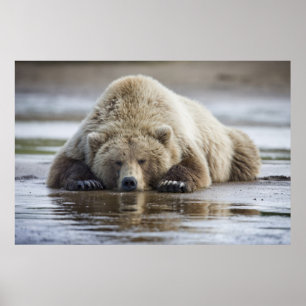 USA, Alaska, Katmai National Park, Brown Beer Poster