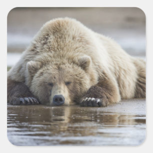 USA, Alaska, Katmai National Park, Brown Beer Vierkante Sticker