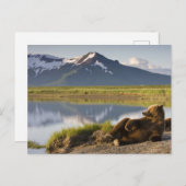 USA, Alaska, Katmai National Park, Brown Beren 2 Briefkaart (Voorkant / Achterkant)