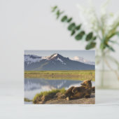 USA, Alaska, Katmai National Park, Brown Beren 2 Briefkaart (Staand voorkant)