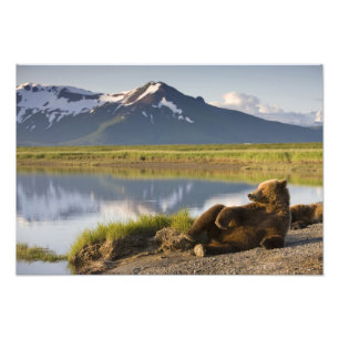 USA, Alaska, Katmai National Park, Brown Beren Foto Afdruk