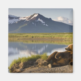 USA, Alaska, Katmai National Park, Brown Beren Magneet