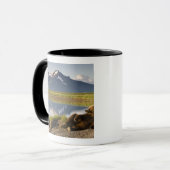 USA, Alaska, Katmai National Park, Brown Beren Mok (Voorkant links)