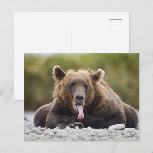 USA, Alaska, Katmai National Park, Kukak Bay Briefkaart (Voorkant / Achterkant)