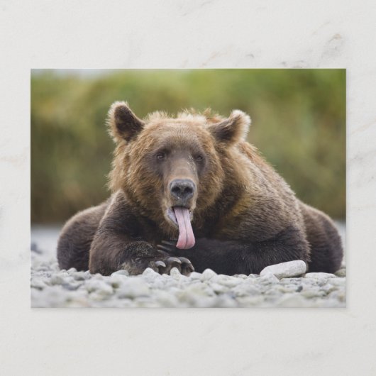 USA, Alaska, Katmai National Park, Kukak Bay Briefkaart (Voorkant)
