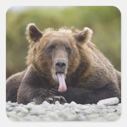 USA, Alaska, Katmai National Park, Kukak Bay Vierkante Sticker (Voorkant)