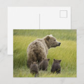 USA, Alaska, Lake Clark National Park. Grizzly Briefkaart (Voorkant / Achterkant)
