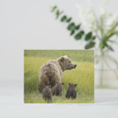 USA, Alaska, Lake Clark National Park. Grizzly Briefkaart (Staand voorkant)