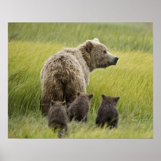 USA, Alaska, Lake Clark National Park. Grizzly Poster (Voorkant)