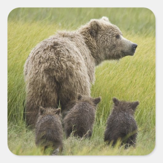 USA, Alaska, Lake Clark National Park. Grizzly Vierkante Sticker (Voorkant)