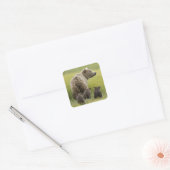 USA, Alaska, Lake Clark National Park. Grizzly Vierkante Sticker (Envelop)