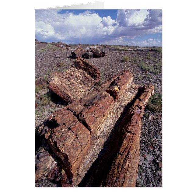 USA, Arizona, Petrified Forest National Park, 2 (Voorkant)