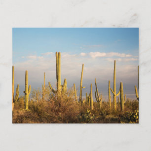 USA, Arizona, Saguaro National Park, Saguaro Briefkaart