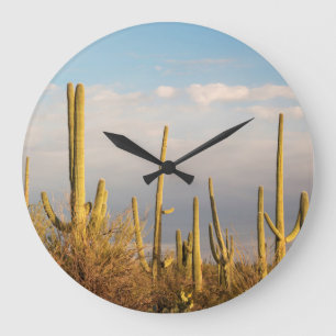 USA, Arizona, Saguaro National Park, Saguaro Grote Klok