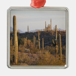 USA, Arizona, Sonoran Desert, Ajo, Ajo 2 Metalen Ornament