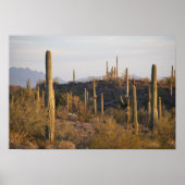 USA, Arizona, Sonoran Desert, Ajo, Ajo 2 Poster (Voorkant)