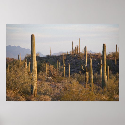 USA, Arizona, Sonoran Desert, Ajo, Ajo 2 Poster (Voorkant)