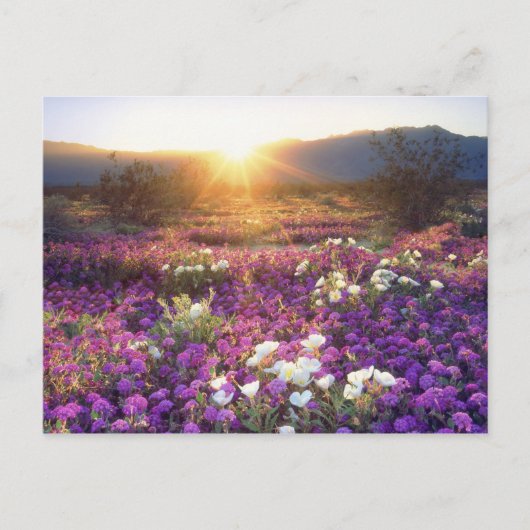 USA, California, Anza-Borrego Desert State Park. 2 Briefkaart (Voorkant)