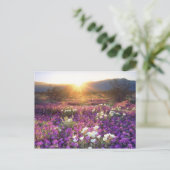 USA, California, Anza-Borrego Desert State Park. 2 Briefkaart (Staand voorkant)