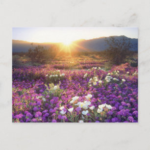 USA, California, Anza-Borrego Desert State Park. 2 Briefkaart