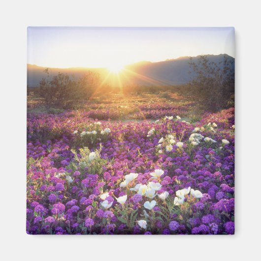 USA, California, Anza-Borrego Desert State Park. 2 Magneet (Voorkant)