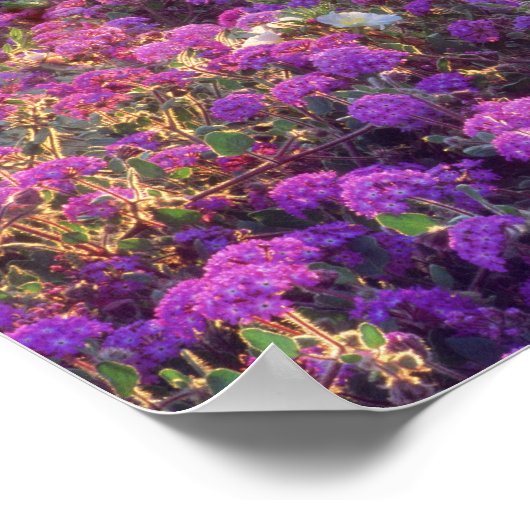 USA, California, Anza-Borrego Desert State Park. 2 Poster (Hoek)