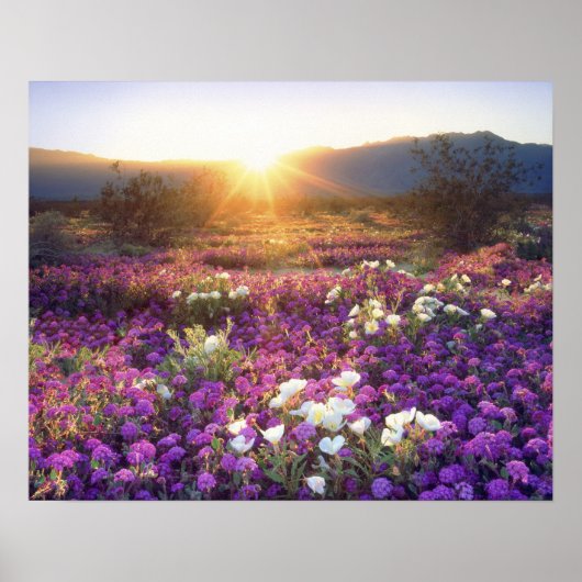 USA, California, Anza-Borrego Desert State Park. 2 Poster (Voorkant)
