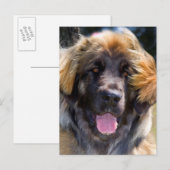 USA, California. Beeltenis: Leonberger Sitting Briefkaart (Voorkant / Achterkant)