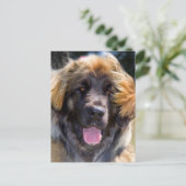 USA, California. Beeltenis: Leonberger Sitting Briefkaart (Staand voorkant)
