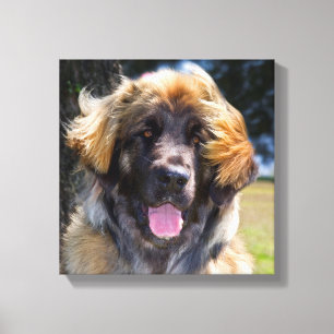 USA, California. Beeltenis: Leonberger Sitting Canvas Afdruk