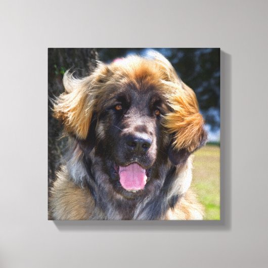 USA, California. Beeltenis: Leonberger Sitting Canvas Afdruk (Voorkant)
