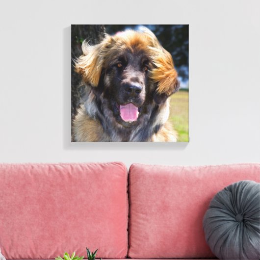 USA, California. Beeltenis: Leonberger Sitting Canvas Afdruk (Insitu (Woonkamer))