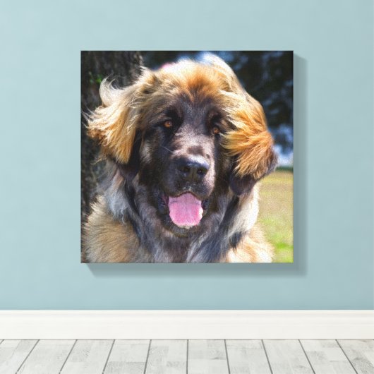 USA, California. Beeltenis: Leonberger Sitting Canvas Afdruk (Insitu (Houten vloer))