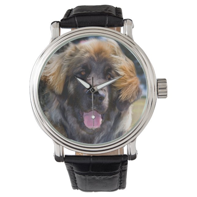 USA, California. Beeltenis: Leonberger Sitting Horloge (Voorkant)