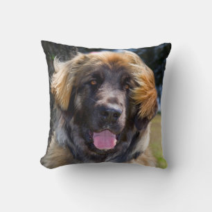 USA, California. Beeltenis: Leonberger Sitting Kussen