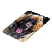 USA, California. Beeltenis: Leonberger Sitting Magneet (Linkerzijde)