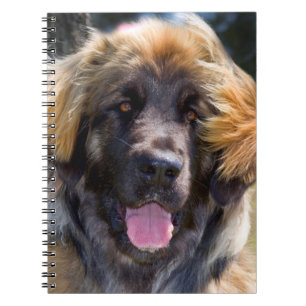 USA, California. Beeltenis: Leonberger Sitting Notitieboek