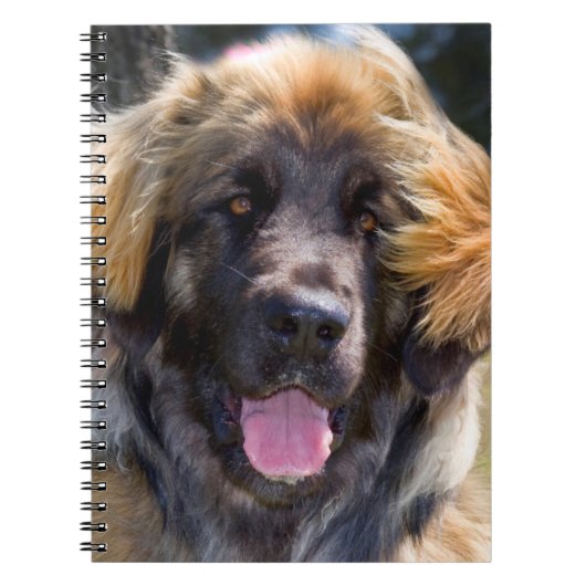USA, California. Beeltenis: Leonberger Sitting Notitieboek (Voorkant)