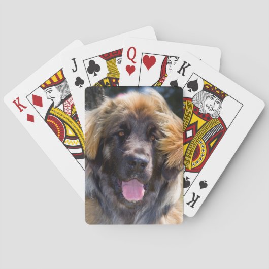 USA, California. Beeltenis: Leonberger Sitting Pokerkaarten (Achterkant)