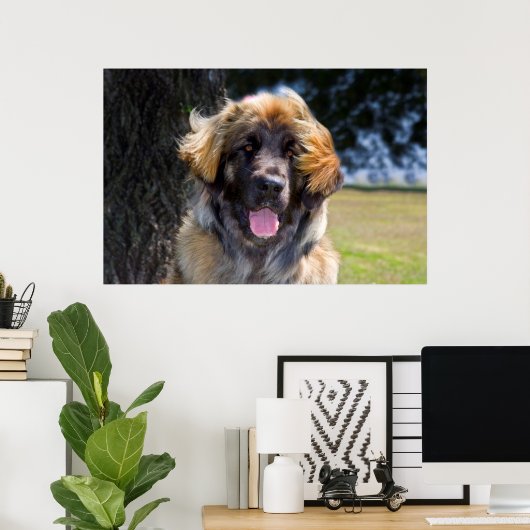 USA, California. Beeltenis: Leonberger Sitting Poster (Thuiskantoor)