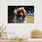 USA, California. Beeltenis: Leonberger Sitting Poster (Keuken)