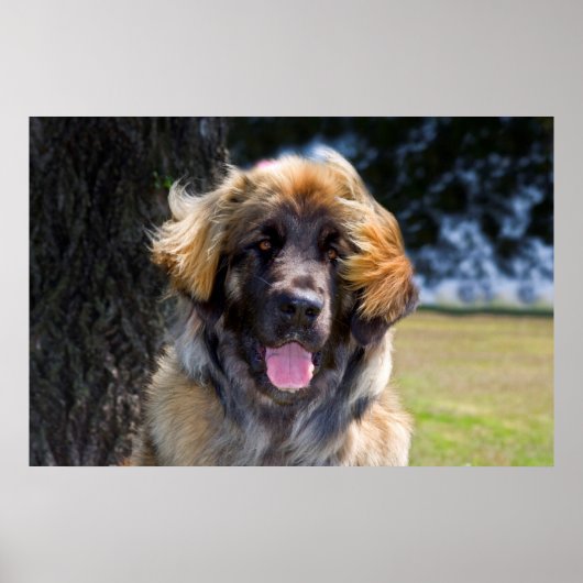 USA, California. Beeltenis: Leonberger Sitting Poster (Voorkant)