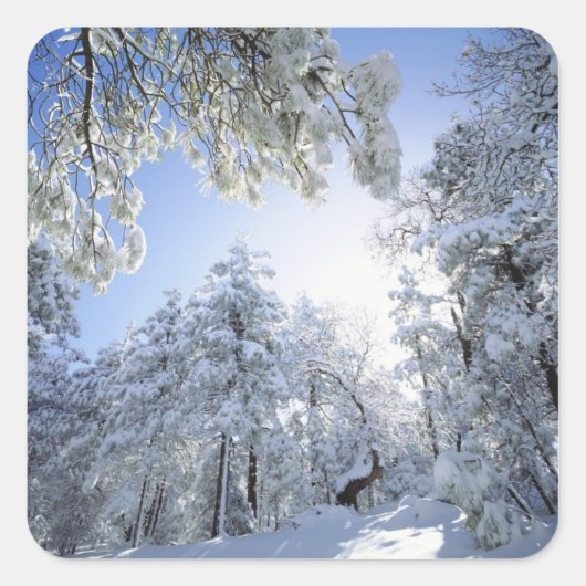 USA, California, Cleveland National Forest, Vierkante Sticker (Voorkant)