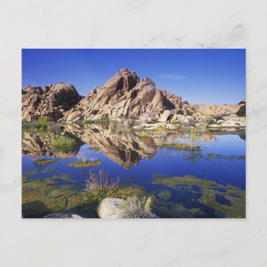 USA, California, Joshua Tree National Park Briefkaart (Voorkant)