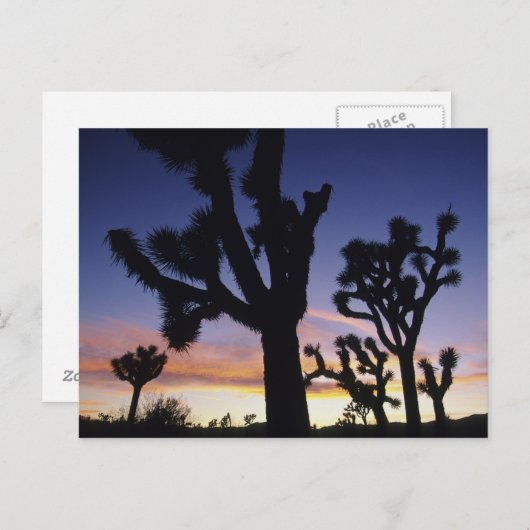 USA, California, Joshua Tree National Park Briefkaart (Voorkant / Achterkant)