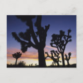 USA, California, Joshua Tree National Park Briefkaart (Voorkant)