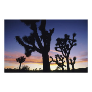 USA, California, Joshua Tree National Park Foto Afdruk