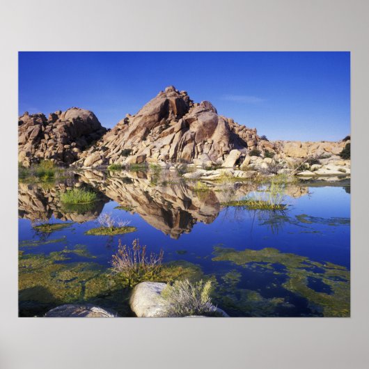 USA, California, Joshua Tree National Park Poster (Voorkant)